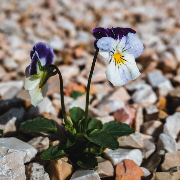 Beautifully blossomed Wild pansy flowers