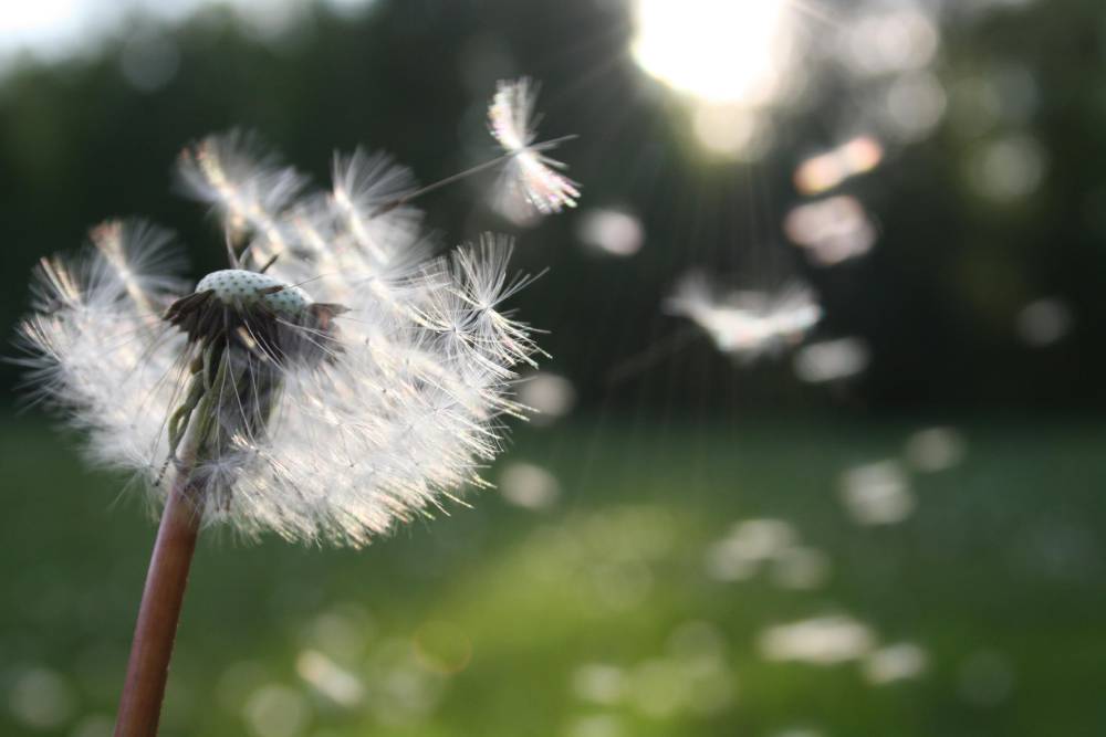 dandelion dandelion